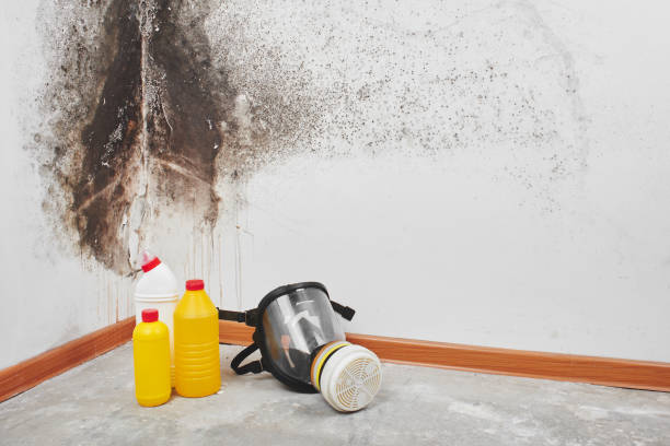 Best Kitchen Mold Remediation in Apple Valley, MN