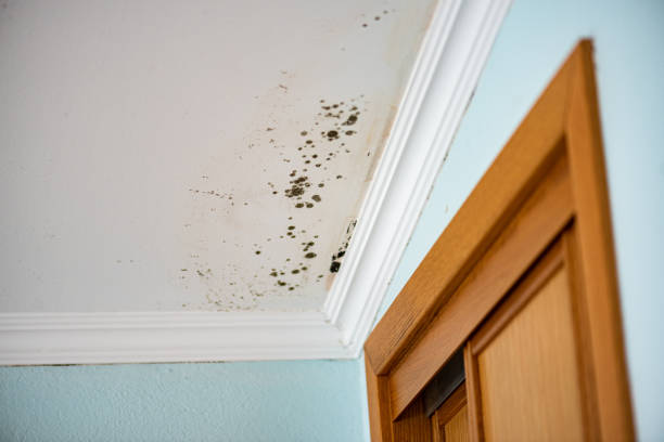 Best Basement Mold Remediation in Apple Valley, MN