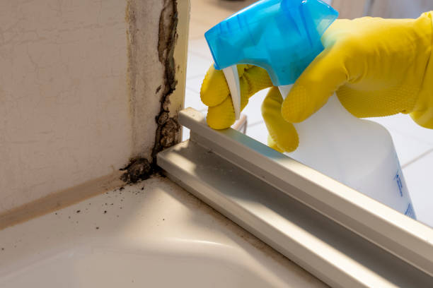 Best Crawl Space Mold Remediation in Apple Valley, MN