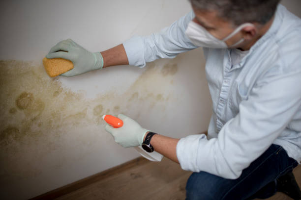 Best Black Mold Remediation in Apple Valley, MN