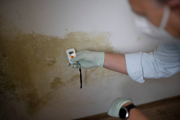 Best Commercial Mold Remediation in Apple Valley, MN