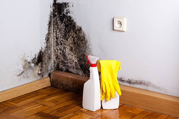 Best HVAC Mold Remediation in Apple Valley, MN