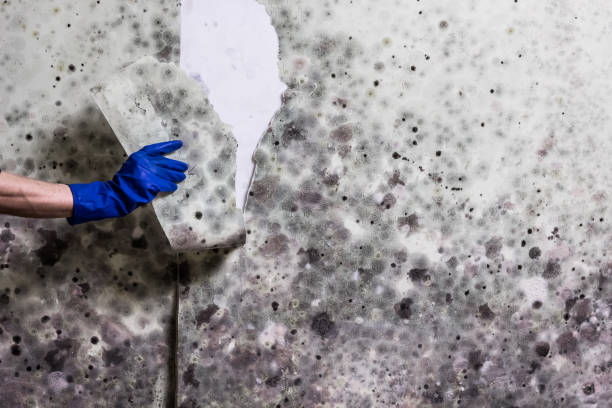 Best Mold Testing and Inspection Services in Apple Valley, MN